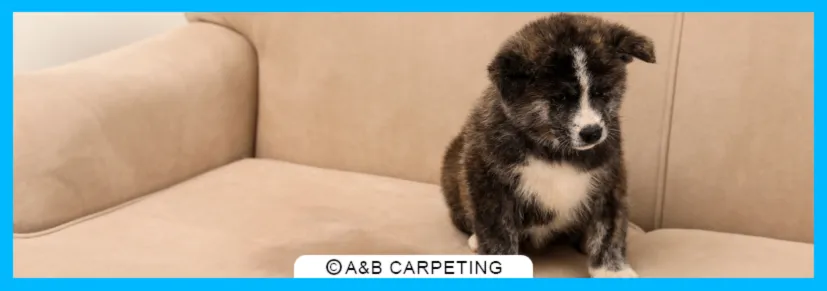 Professional Pet Stain and Odor Control Process